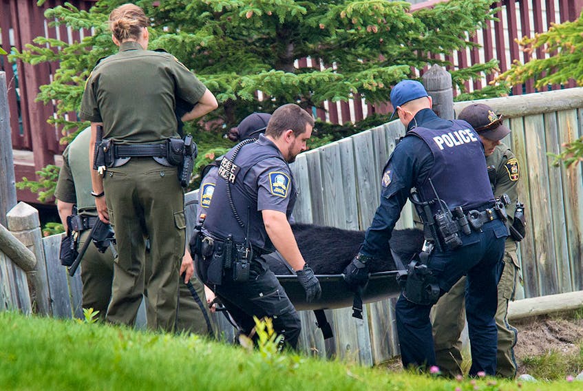 Fish and Wildlife, peace officers and RCMP carry a black bear they tranquilized to a bear culvert trap to remove it from the Peaks of Grassi neighborhood in Canmore on Saturday, August 25, 2018. 