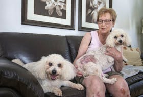  Lynn Brodin was walking her small dogs on La Ronge Road on Friday night when they were attacked by two large dogs. She sits for a photograph with her dogs Benny, left, and Bella at their home in Saskatoon. A Saskatoon Transit operator intervened in the attack and drove Brodin and her dogs home.