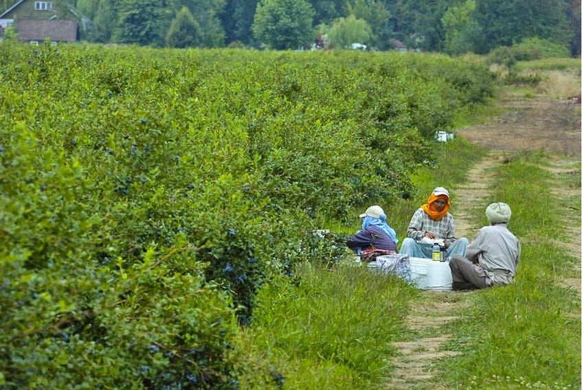 Workers at a blueberry farm eat beside a field.