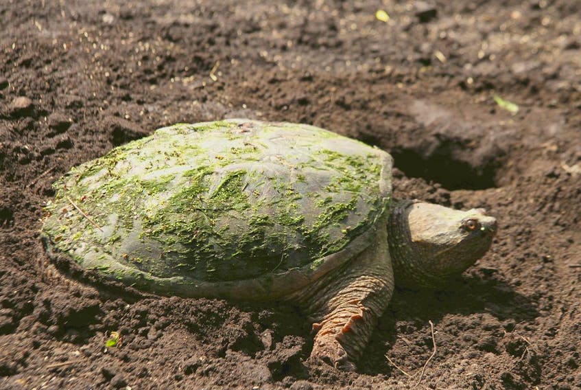 File photo of a snapping turtle. (Dan Logan/Getty Images)