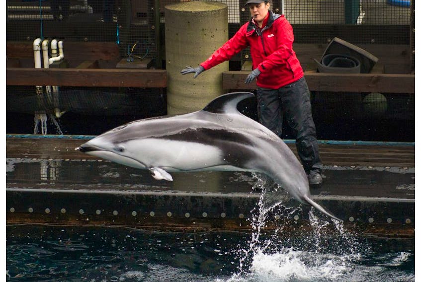 Helen, a Pacific white-sided dolphin, is the aquarium's last remaining cetacean.