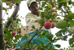 An upcoming dissertation suggests that the craft cider industry could potentially save small apple orchards and attract new farmers from urban areas