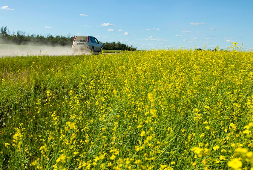  An SUV kicks up a cloud of dust driving past a canola farm in Parkland County, Alberta.