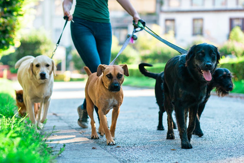 Dog-walking companies do only fast group walks or organized excursions to a park.