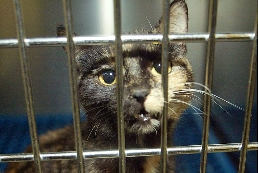 Calgary's animal shelter is offering up half-price cat adoptions this weekend, due to an unexpected influx of felines.
