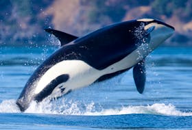 An orca breaches off Vancouver Island. Orca spotting is one of the 10 adventures Airbnb is launching in Canada. 

