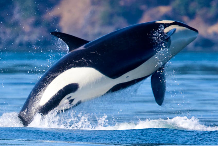 An orca breaches off Vancouver Island. Orca spotting is one of the 10 adventures Airbnb is launching in Canada. 

