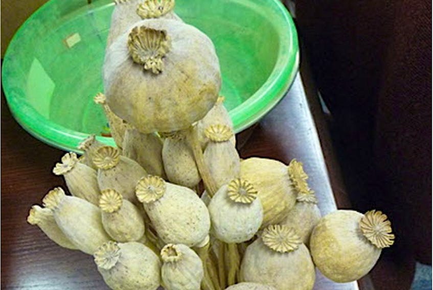 An image of dried poppy heads seized by Surrey RCMP in 2009. 