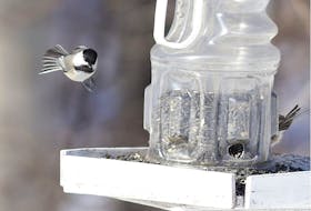 Black-capped chickadees eat seeds from a bird feeder.