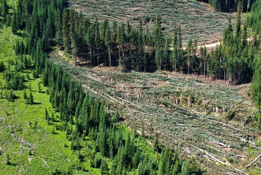 Environmental groups want the B.C. government to deny an Imperial Metals application to explore an area near Manning Park, which was logged last year.