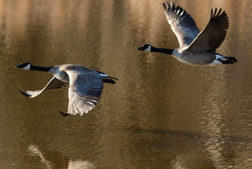 A pair of Canada geese take to the air