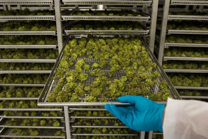 Trays of drying cannabis buds at the CannTrust's Niagara Perpetual Harvest facility in Pelham, Ont.