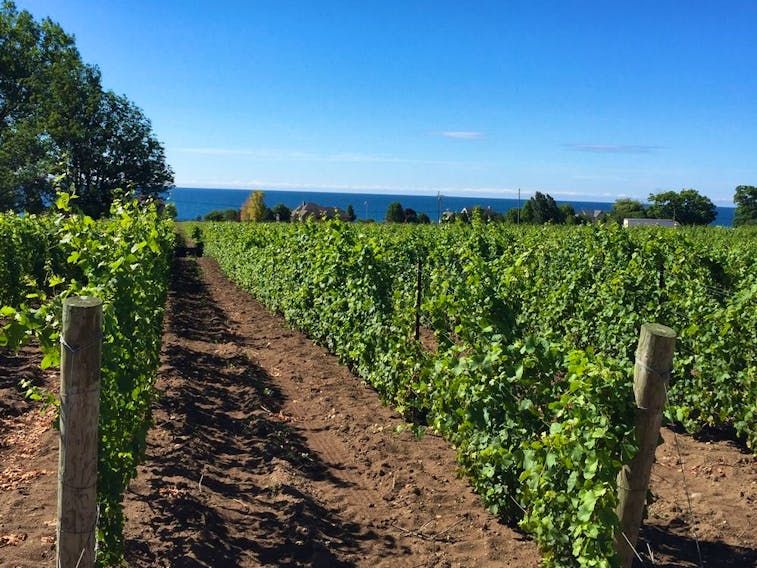 Prince Edward County’s limestone soils result in vines that are naturally low-yielding, and that often show a sought-after minerality.