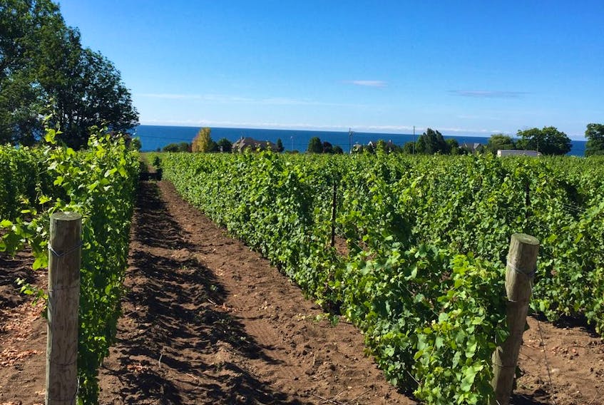 Prince Edward County’s limestone soils result in vines that are naturally low-yielding, and that often show a sought-after minerality.
