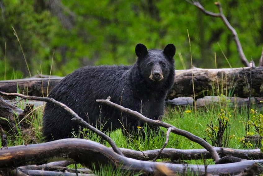A black bear pauses its hunt west of Turner Valley.
