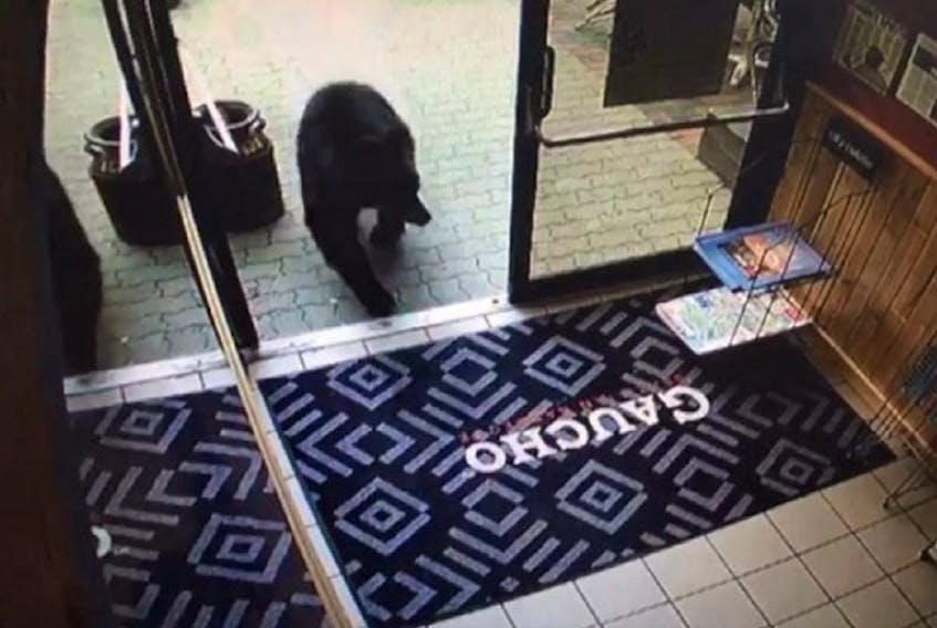 Surveillance camera frame grab of black bear that wandered into Gaucho Brazilian Barbecue restaurant in Canmore on Sunday, July 7, 2019.
