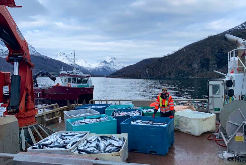 This picture taken on February 12, 2016 shows a salmon farm in Grovfjord, Troms county, Norway. 