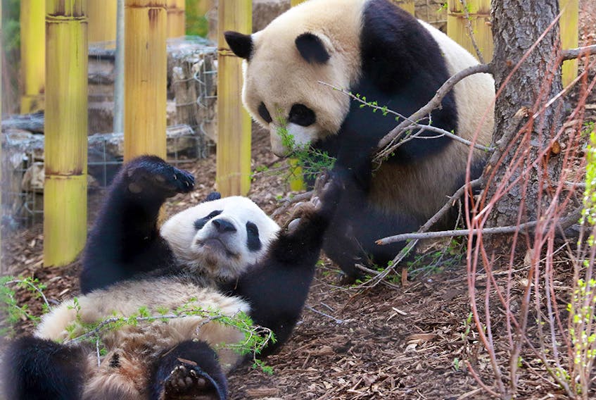 Giant Pandas Jia Panpan and Jia Yueyue wrestle as they entertain crowds at the official opening of Panda Passage at the Calgary Zoo on Monday May 7, 2018.