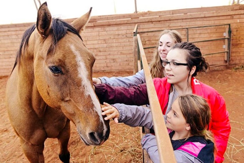 Rowdy, a quarter horse at the Hughes-Jones Centre for People and Animals, gets some attention from, Marie-Soleil Gaudreau, from left, Olivia and Leah MacPhail during Sunday’s Open Farm Day on P.E.I. Rowdy is one of 16 horses at the centre used to not only teach riding, but also life lessons such as leadership and respect.