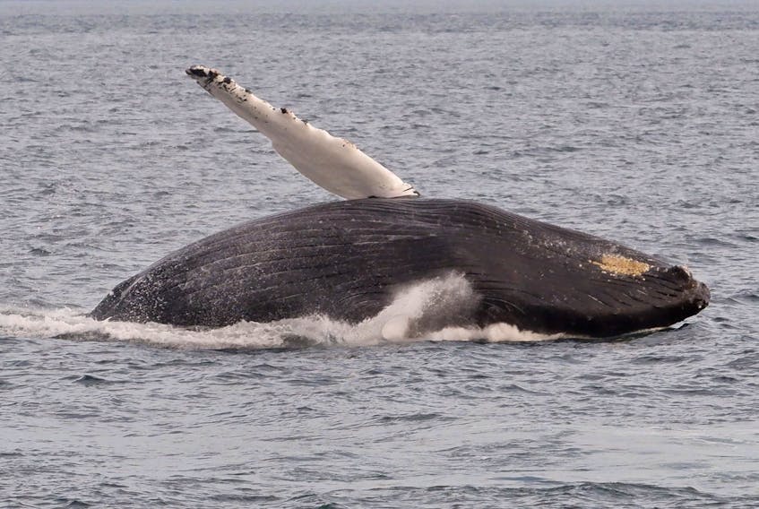 humpback-whale-1