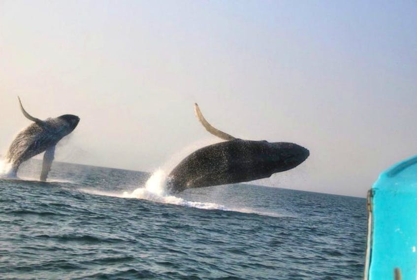 <p>Two humpbacks appear to be performing ballet in this photograph by 12-year-old Arlin Down of Lethbridge, Alta., who went whale watching while visiting relatives on Digby Neck.</p>