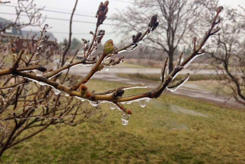 Ice is forming on branches in West Prince Saturday as freezing rain, heavy rain and flash freezing is hitting the province. WAYNE THIBODEAU/THE GUARDIAN