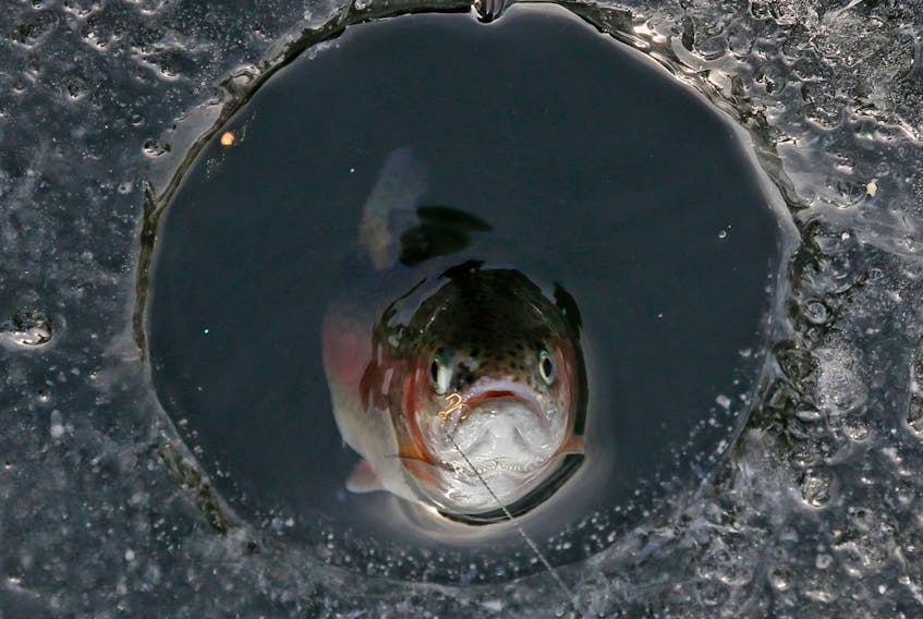 A rainbow trout is seen as it is pulled from the ice in Dartmouth on Jan. 3, 2018. Some of the lakes in Nova Scotia are still not frozen over.