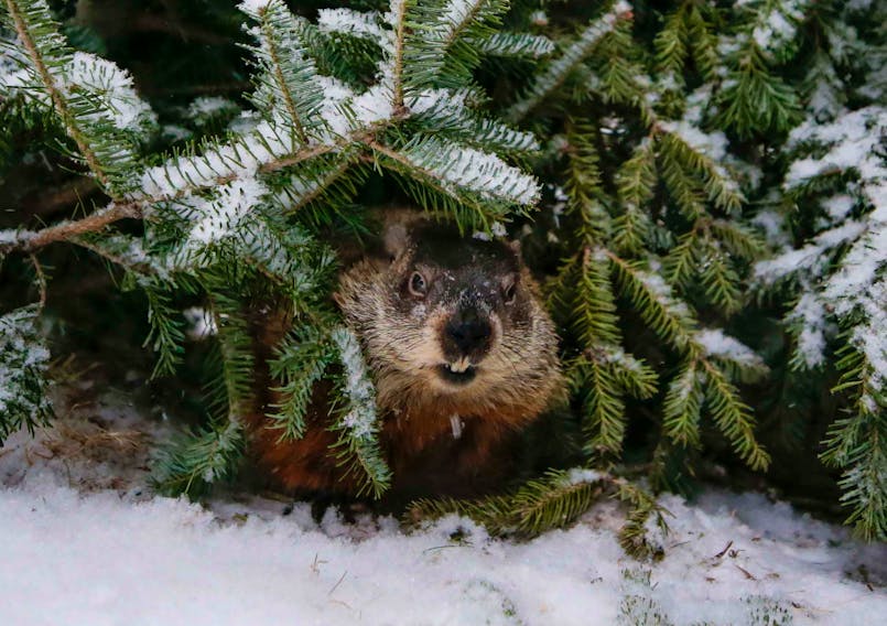 Shubenacadie Sam peers out from some evergreen brush during a snowstorm on Groundhog Day, Tuesday, Feb. 2, 2021, at the Shubenacadie Wildlife Park. It was a shadowless appearance for Sam, which folklore says is a prediction of an early spring.