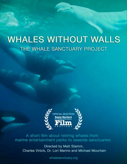 Whales Without Walls, a short film about the Whale Sanctuary Project, is an official selection of the Santa Barbara International Film Festival.