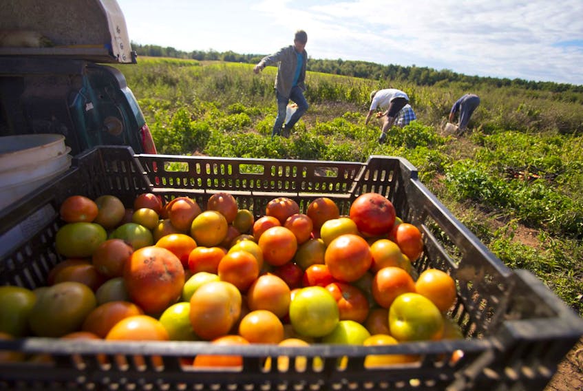 Farm workers harvest tomatoes in Kings County on Sept. 18, 2014.