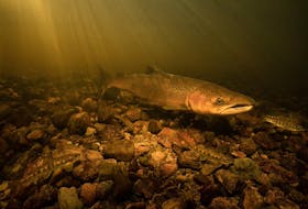 A salmon swims in McKeen Brook a tributary to the St. Mary's River on Nova Scotia's Eastern Shore.