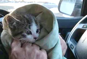 Little Bae was rescued from Little Bay Island, N.L., on Saturday. Little Bae is staying with Sunshine Kitty Rescue in Corner Brook, N.L.  - Facebook
