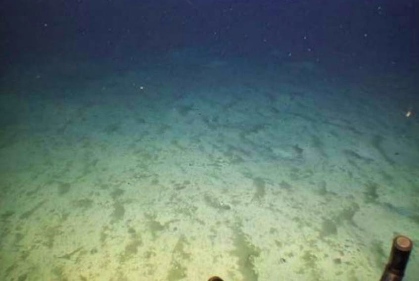 The darker patches indicate synthetic-based drilling mud in ribbon-like patterns on the seabed about 165 metres from the exploratory oil
and gas well Aspy D-11's wellhead, after a spill in 2018. - Canada Nova Scotia Offshore Petroleum Board