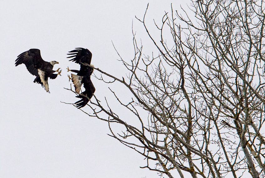 Young bald eagles tangle for a perch near Sheffield Mills in the Annapolis Valley on Monday, Jan. 13, 2020.