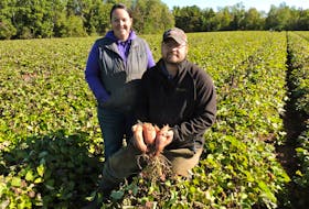 Annapolis Valley couple Philip and Katie Keddy show off their crop of sweet potatoes on their family's Lakeville farm featured on the new season of the web series Real Farm Lives. The latest episodes are currently streaming online.