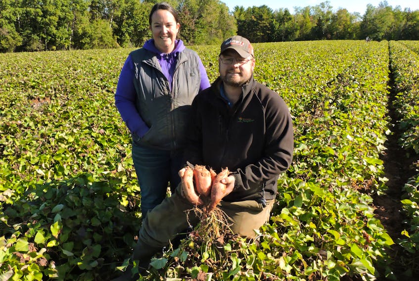 Annapolis Valley couple Philip and Katie Keddy show off their crop of sweet potatoes on their family's Lakeville farm featured on the new season of the web series Real Farm Lives. The latest episodes are currently streaming online.