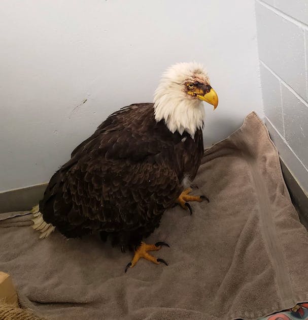 Bald eagle found in Nokesville is in 'rough shape' due to head trauma, lead  toxicity, vet says, News