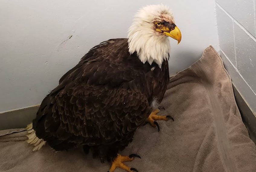 This large injured bald eagle is under the care of the Atlantic Veterinary College Wildlife Service. The eagle, found Saturday in Tracadie, suffered head trauma and has a wing droop. Photo special to The Guardian by Stephanie Graham