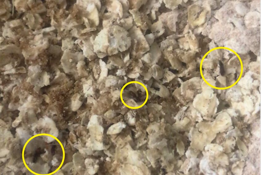 A photo taken from a video Joanne MacIsaac of New Waterford recently took after opening a package of Quaker instant oatmeal to discover hundreds of bugs crawling through the oats. The Canadian Food Inspection Agency said insects can get into dried food at any point of the distribution chain. CONTRIBUTED 