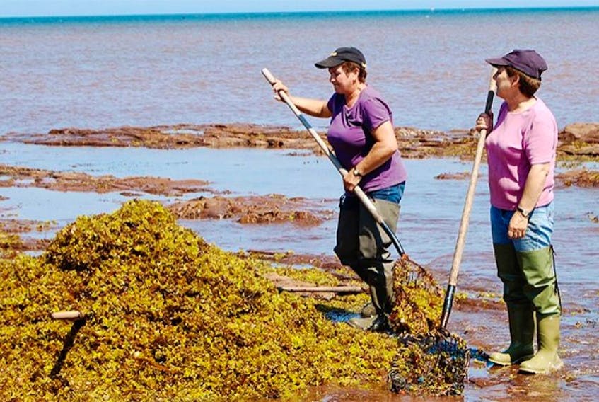<p>Workers harvest Irish moss near Miminegash in this TC Media file photo.</p>