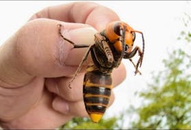 The Asian giant hornet can grow in excess of two inches in size, deliver a painful sting and devastate honeybee colonies. 