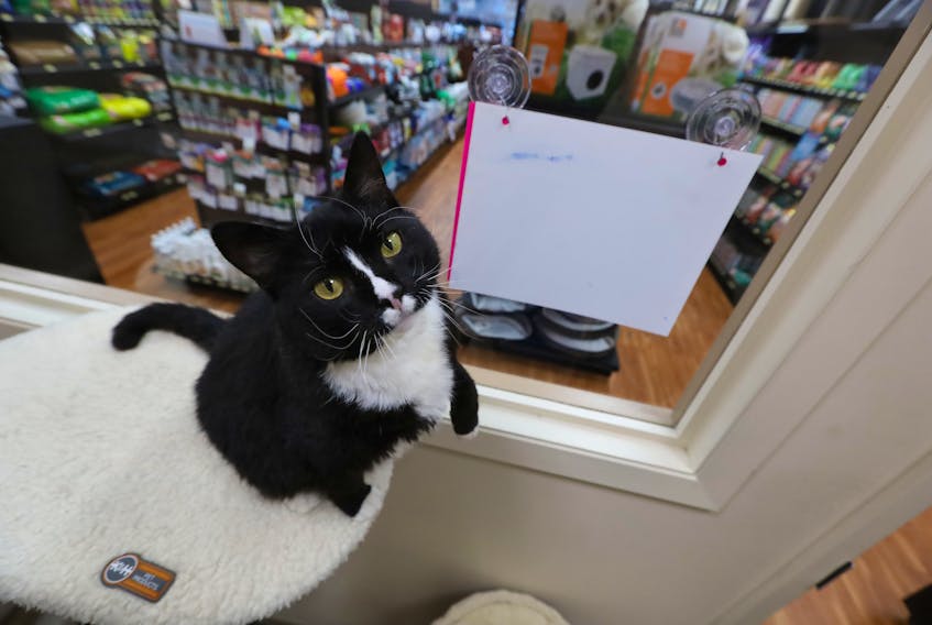 Ziva, the eight-year-old cat just can't seem to get much love as the feline sits unadopted at the PetSmart store in Bedford. But now she's in an online competition that may help her out. ERIC WYNNE/Saltwire Network


