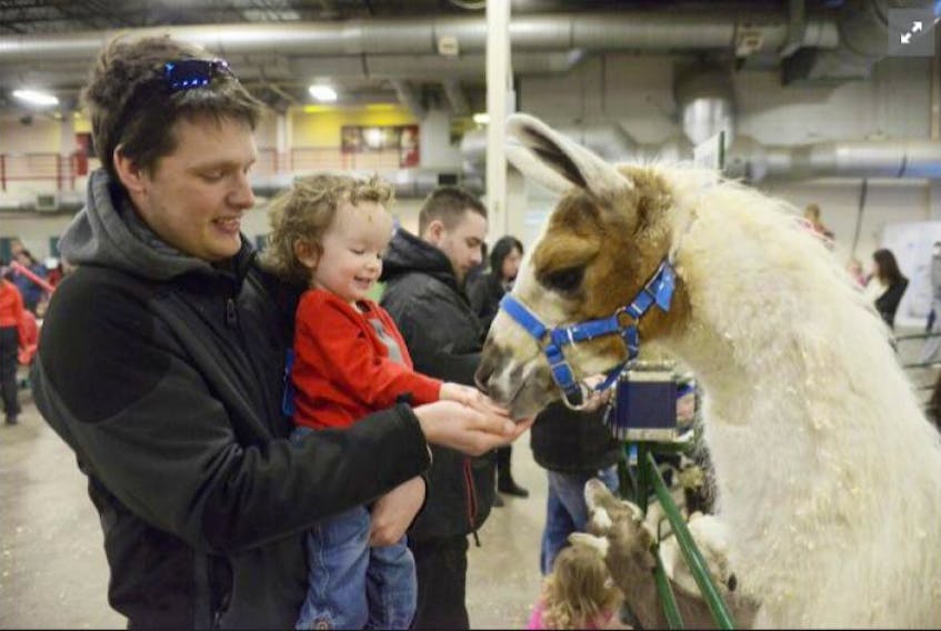 <span>Besides Sesame Street characters and snow sculptures there was also a big petting zoo at the Eastlink Centre during the Jack frost Children's Winter Fest that gave families a chance to see some animals not normally found on the Island. Two-year-old Simon Weeks gets a hand feeding the llama from his dad Colin.</span>