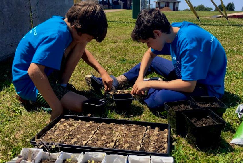Jake Gallant, left, and Jaden McInnis, both members of The Hard Workers Youth Services Co-op, are keeping busy preparing plants for transplantation into the vegetable and herb garden near Evangeline School in Abram-Village.