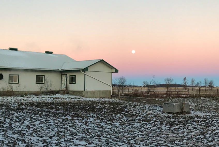 I snapped this photo of the Full Cold Moon - just above the Belt of Venus - before sunrise on December 23rd.  It was a chilly morning walk from the barn in Bainsville Ontario.