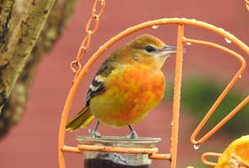 A Baltimore oriole in Renews. — Clara Maher Dunne photo