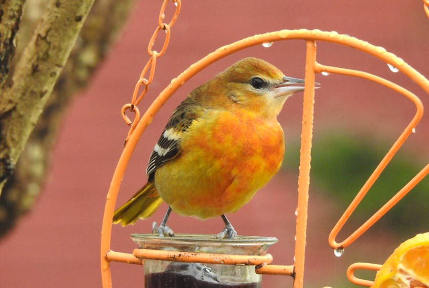 A Baltimore oriole in Renews. — Clara Maher Dunne photo