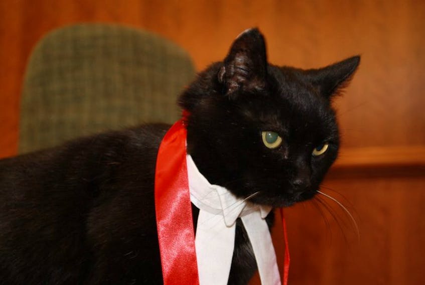 <p>A fundraiser to honour the legacy of JP, the courthouse cat, is underway. Those who purchase a JP hat or “mittens for kittens” will be contributing towards the spaying and neutering of cats in the Yarmouth area.</p>
