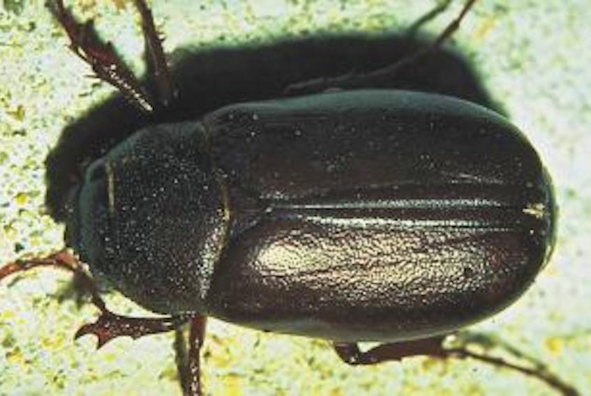 ['June bugs are not only ugly, they feed on the foliage of ornamental trees and shrubs. Their larvae, known as white grubs, can cause damage to lawns.']
