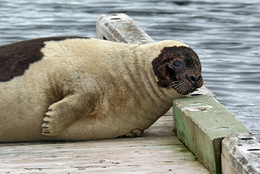 The Town of Norris Point had a visitor from the sea on Tuesday when this large harp seal spent some time relaxing on a small wharf outside the Cat Stop. 
Photo by Walter Stacey
